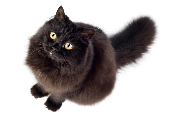 Gato preto olhando para cima — Fotografia de Stock