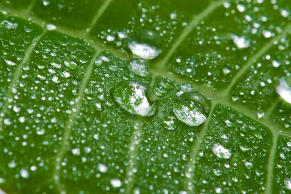 Macro of wet leaf — Stock Photo, Image