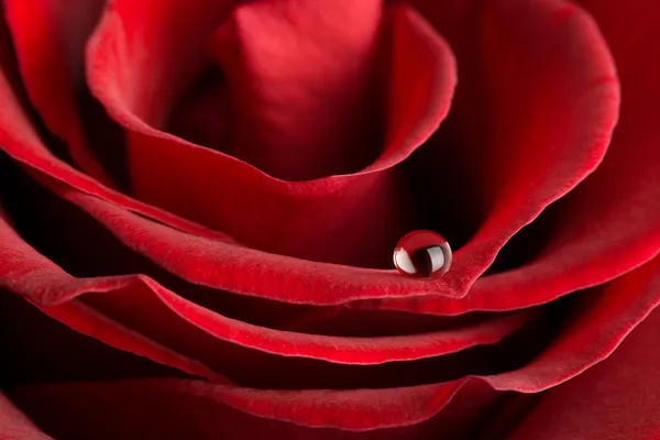 Makro aus roter Rose mit Wassertropfen — Stockfoto