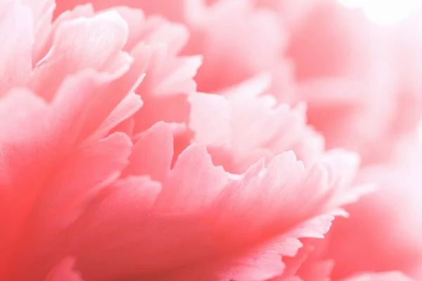 Макро розовой гвоздики — стоковое фото