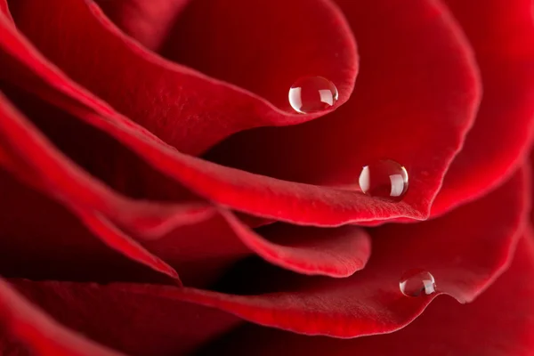 Макрос червоної троянди — стокове фото