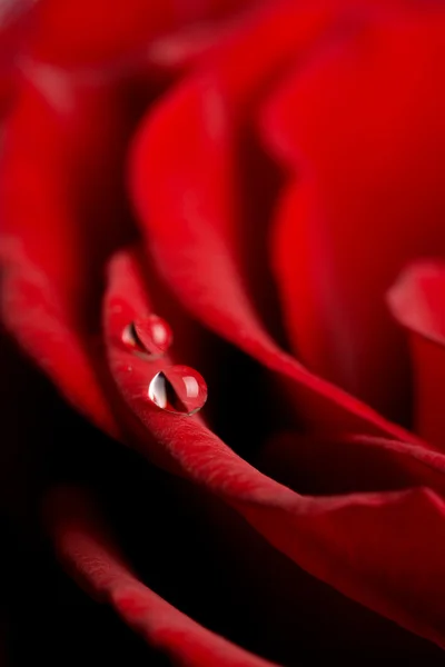 Macro di rosa rossa — Foto Stock