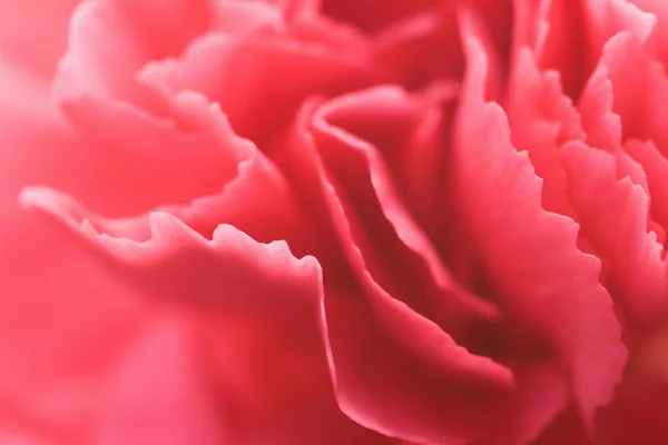 Petals of carnation — Stock Photo, Image