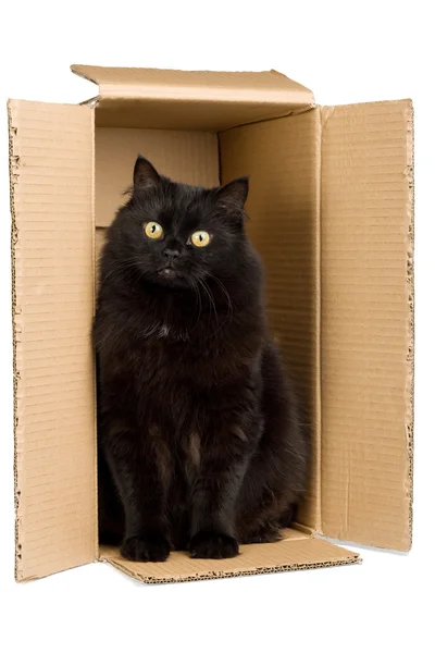 Gato preto na caixa isolado — Fotografia de Stock