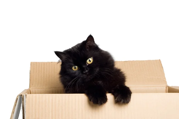Schwarze Katze in Box isoliert — Stockfoto
