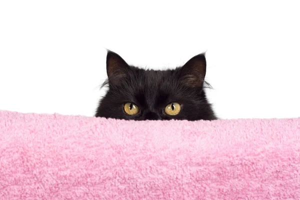 Приховування чорна кішка — стокове фото