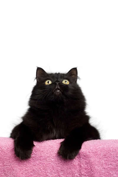 Gato preto isolado — Fotografia de Stock