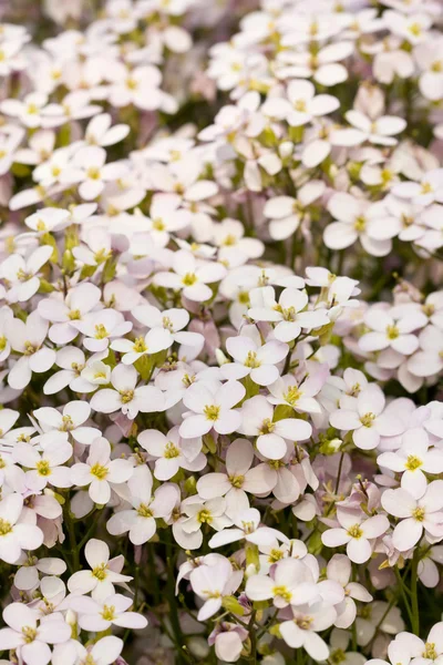Weißes Feld von Blumen — Stockfoto