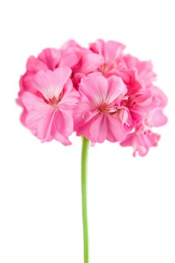 Pink geranium flower isolated clipart