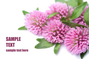 Clover flowers isolated clipart