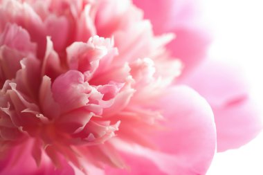 Abstract pink peony flower isolated clipart
