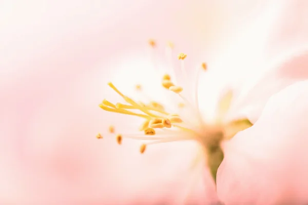 Macro of pink flower — Stock Photo, Image