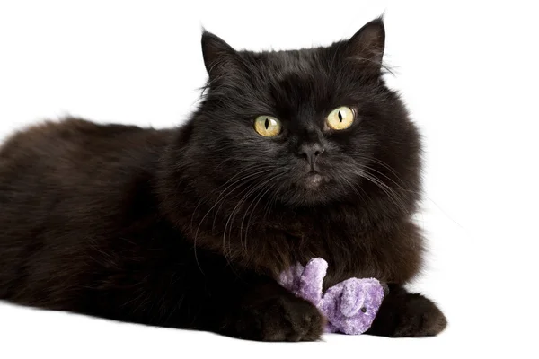 Czarny kot gry z zabawkami — Zdjęcie stockowe