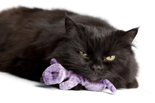 Black cat with mouse toy isolated — Stock Photo, Image