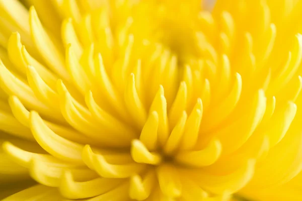 Macro de flor de crisântemo amarelo — Fotografia de Stock
