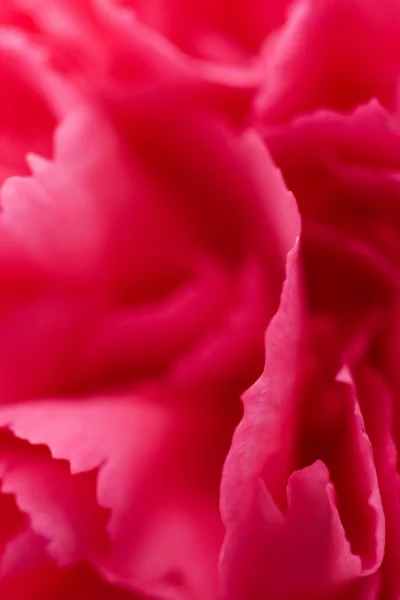 Makro kwiatu goździka — Zdjęcie stockowe