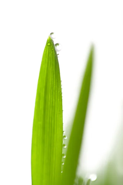 Gras met waterdruppels geïsoleerd — Stockfoto