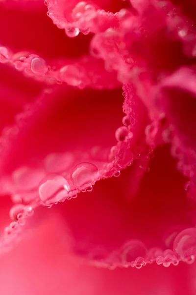 Karanfil çiçeği ile su damlaları — Stok fotoğraf