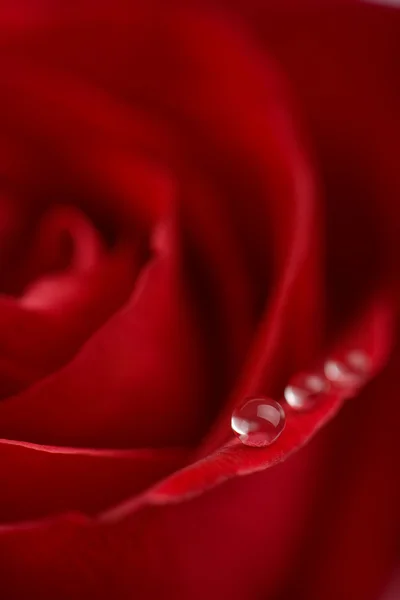 Macro de rosa vermelha com gotas de água — Fotografia de Stock