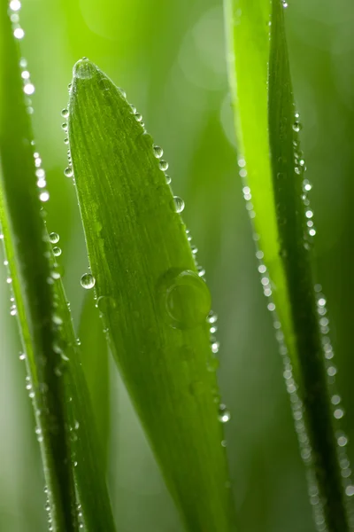 Macro of wet grass — Stock Photo, Image