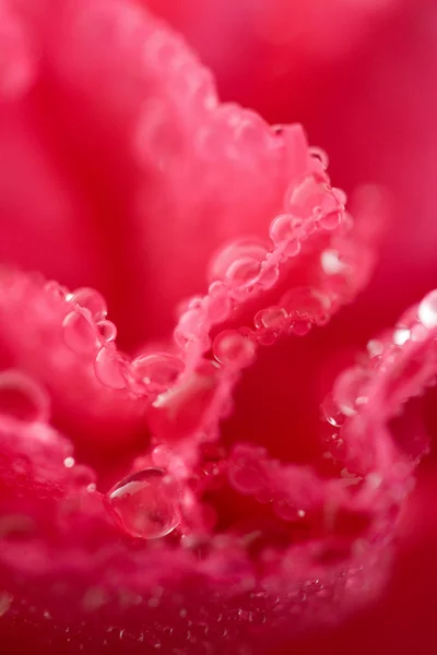 Macro de fleur d'oeillet humide — Photo