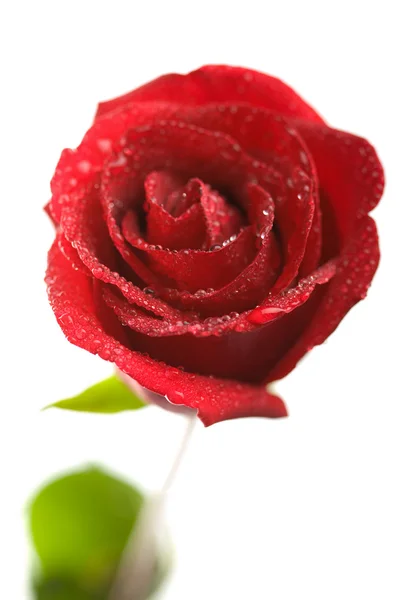 Rosa roja fresca aislada —  Fotos de Stock