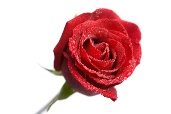 Rosa húmeda aislada — Foto de Stock
