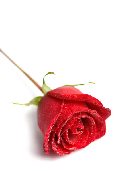Red rose with water droplets isolated — Stock Photo, Image