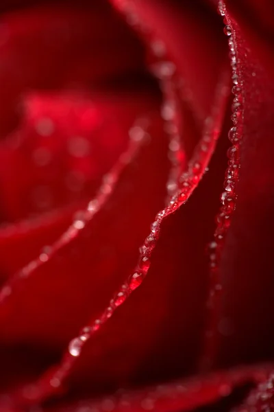 Makro aus roten Rosenblättern — Stockfoto