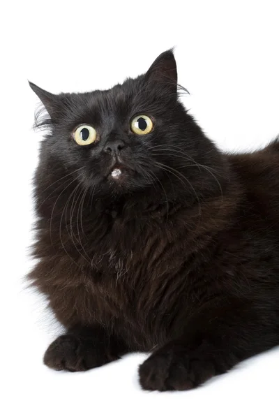 Schwarze Katze isoliert — Stockfoto