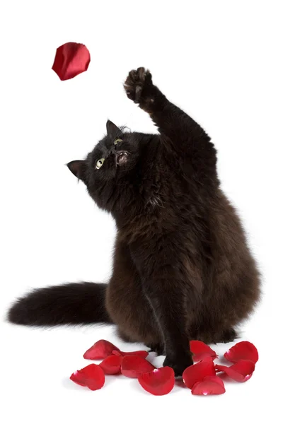 Cat catching rose petal isolated — Stock Photo, Image