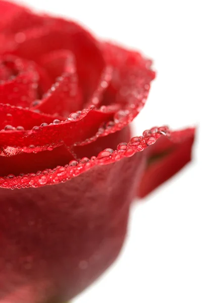 Rosa molhada isolada — Fotografia de Stock