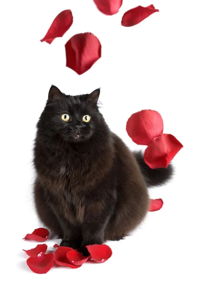 Czarny kot i płatki róży — Zdjęcie stockowe