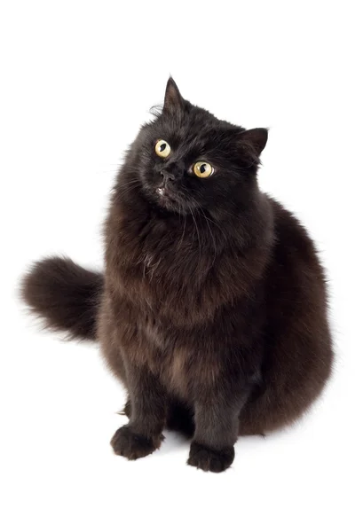 Černá kočka, samostatný — Stock fotografie
