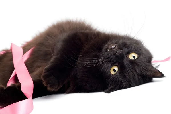Gato preto brincando com fita rosa — Fotografia de Stock