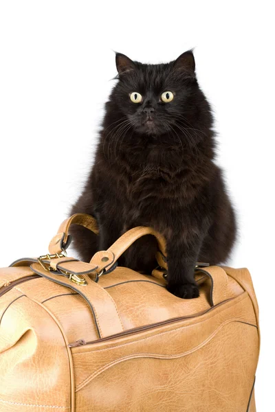 stock image Black cat on a bag isolated