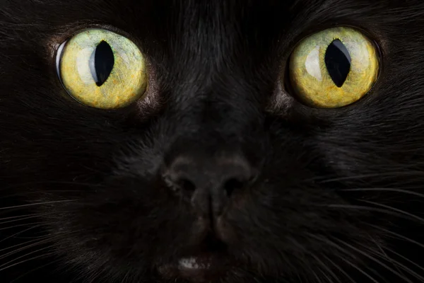 黒い猫のクローズ アップの顔 — ストック写真