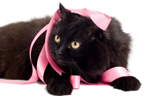 Černá kočka si hraje s růžovou mašlí — Stock fotografie