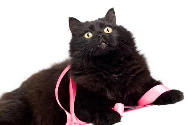 Czarny kot z różową wstążką na białym tle — Zdjęcie stockowe
