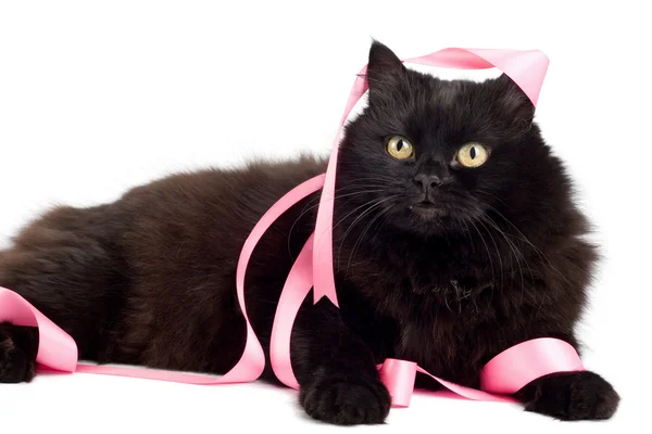 Kočka si hraje s růžovou stuhou, samostatný — Stock fotografie