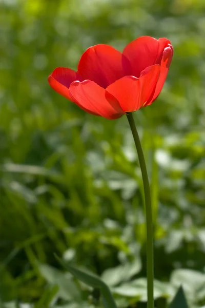 stock image Red tulip in the field