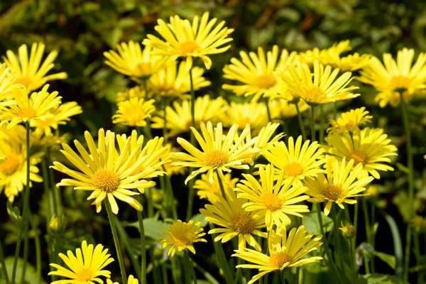 Field of yellow daisies — Stock Photo, Image