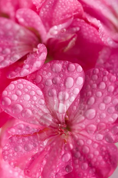 Ροζ λουλούδια γερανιών με νερό drople — Φωτογραφία Αρχείου