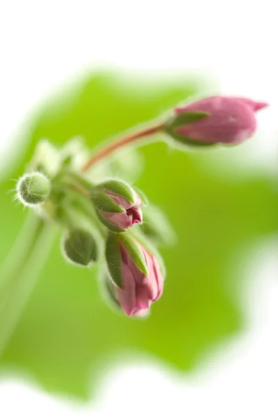 Young buds of geranium isolated — Stock Photo, Image