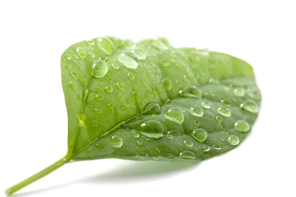 Izole ıslak yaprak — Stok fotoğraf