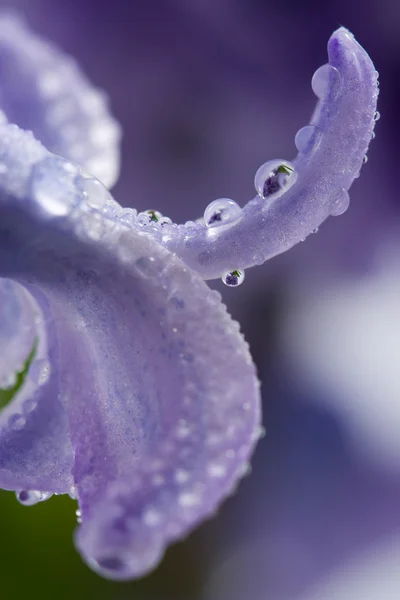 Petali di giacinto con gocce d'acqua — Foto Stock