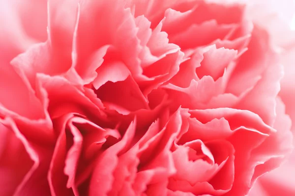 Macro di fiore di garofano — Foto Stock