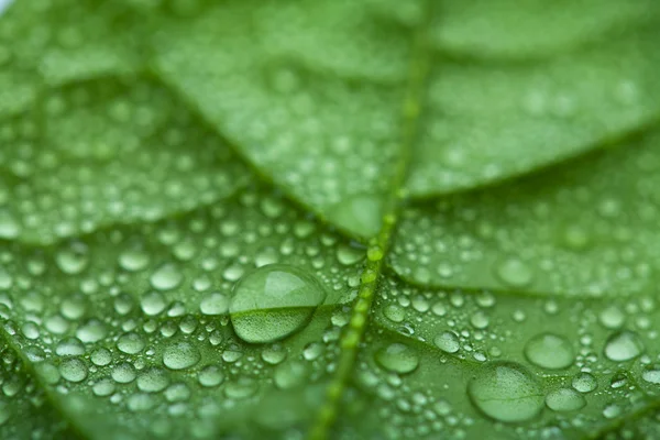Fresh leaf with water droplets — Stock Photo, Image