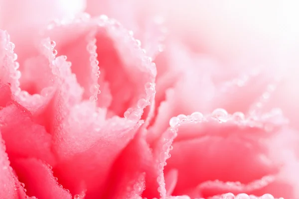 Ροζ λουλούδι γαρίφαλων με νερό drople — Φωτογραφία Αρχείου