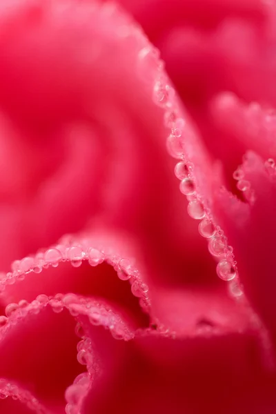 ピンクのカーネーションの花と水滴 — ストック写真